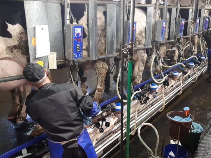 Pracovník pri kravách v maštali